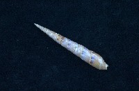 藏品(筍螺)的圖片